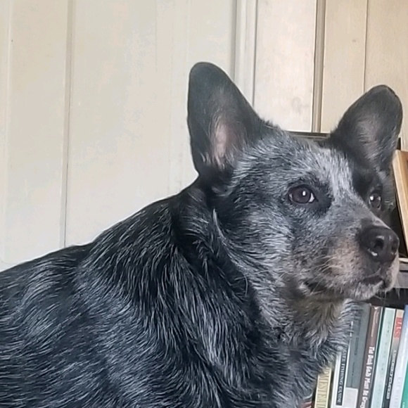 Meet your Posher, Nicole - Picture 1 of 1